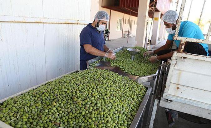 Kanser ve Alzheimer'da 'zeytinyağı' umudu