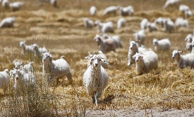 Ankara keçisinin sayısı, son 10 yılda 2,5 kat arttı