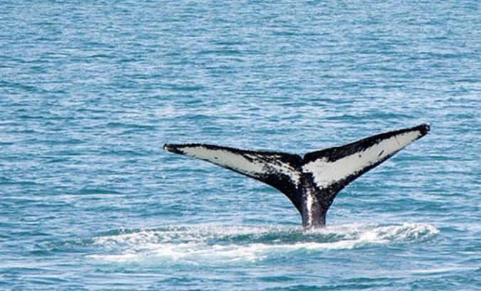Ünlü seyahat sitesinden 'yunus ve balina' hassasiyeti