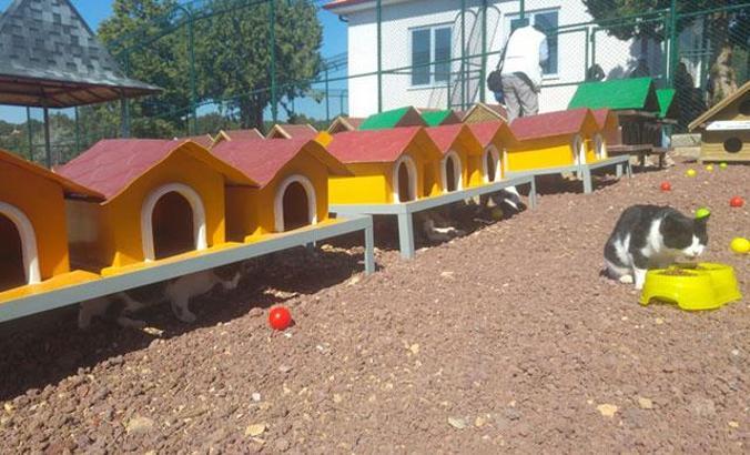 Konya'da 1 milyon metrekarelik alana modern hayvan barınağı