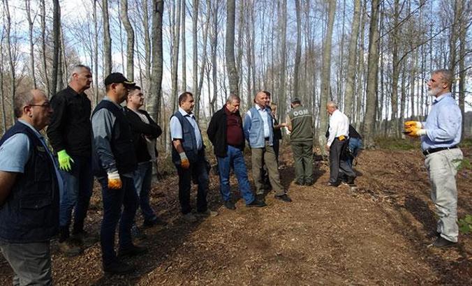 Tırtıl istilasına uğrayan orman seneye tekrar yeşerecek