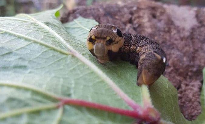 Türkiye’de ender rastlanan fil şahin güvesi larvası Bilecik’te görüntülendi
