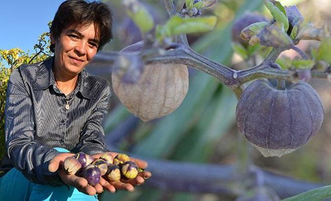 Tohumunu Çin'den getirip ektiği mor çileğe, talep arttı