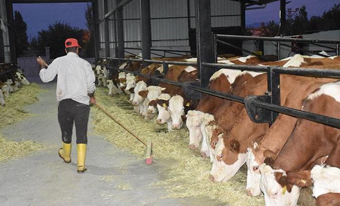 İneklere klasik müzik dinletip, süt verimini artırdı