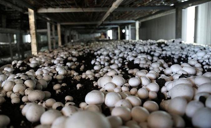 Mantarın başkenti Korkuteli