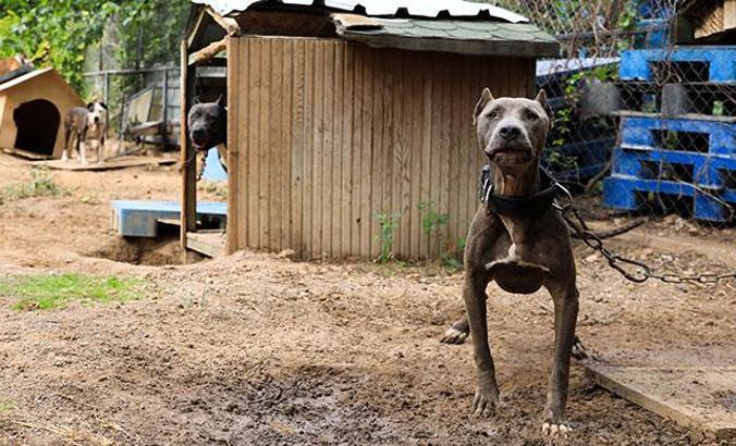 'Ruhsatı olmayan pitbull beslemesin'