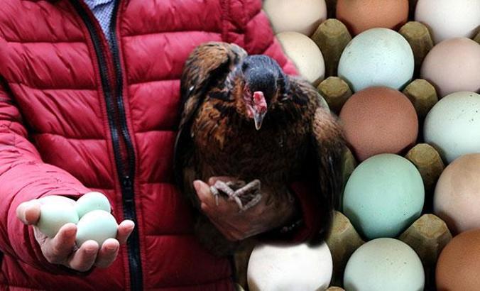 Yeşil renkli yumurta üretimi ile taleplere yetişemiyor