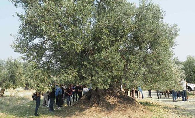 Ayvalık'ta 1100 yaşındaki anıt zeytin ağacı tescillendi