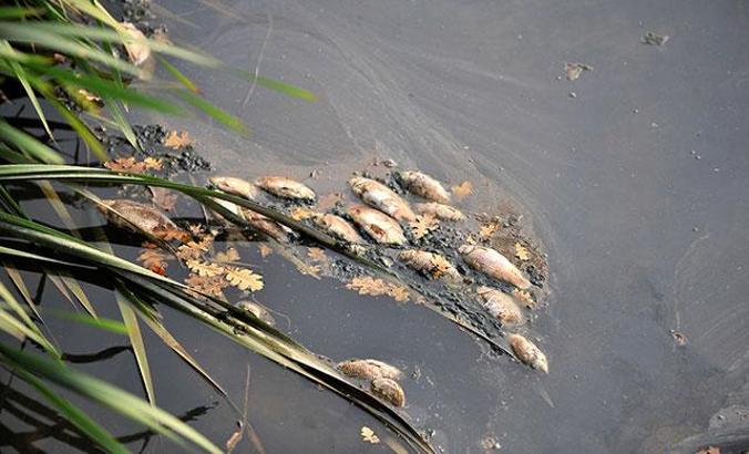 Fabrikanın kimyasal atıkları, balıkların ölümüne neden oldu