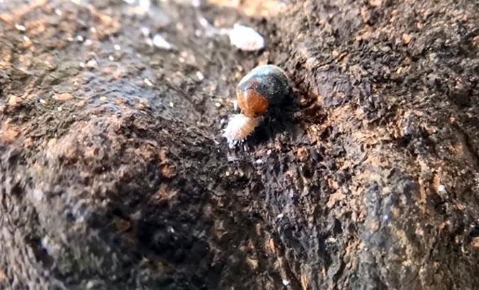 Narenciye ve nar ağaçlarını avcı böcek koruyor