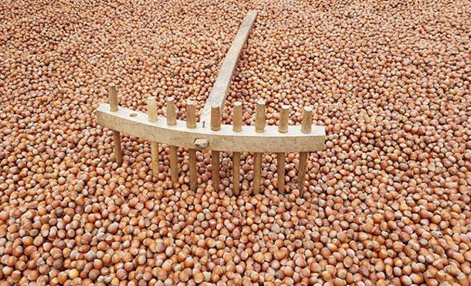 Çinliler, Türk fındığı peşinde