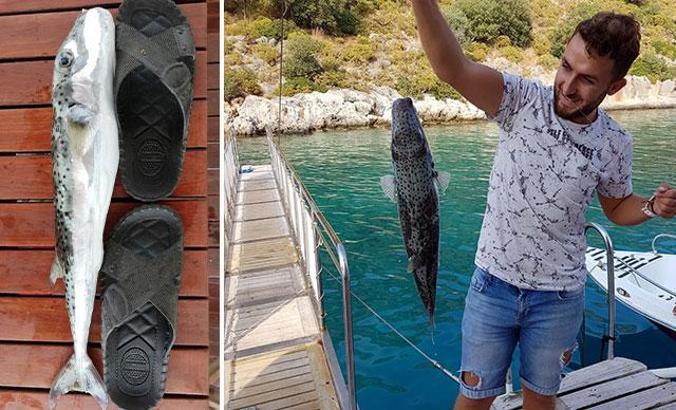 Balon balığı tehlikesi Karadeniz’de