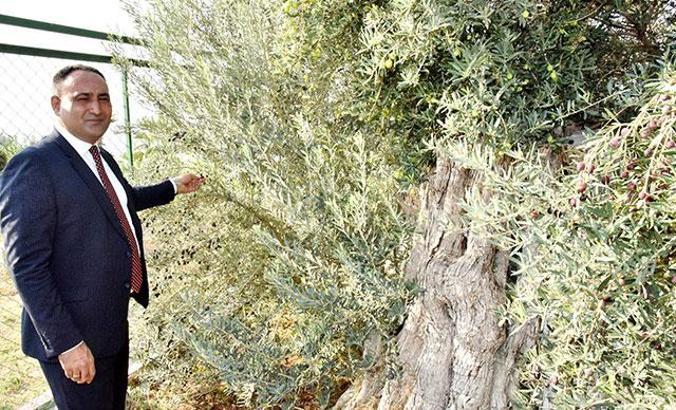 Koruma altındaki 8 asırlık zeytin ağacından hasat