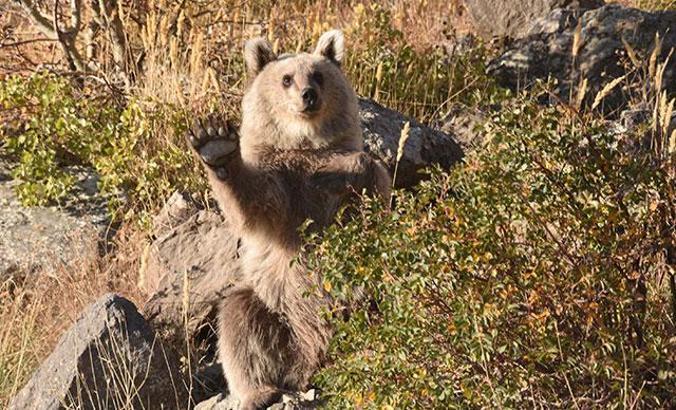 Nemrut’ta elle beslenen yavru ayılar için harekete geçildi
