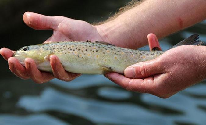 Kırmızı benekli alabalıkların nesli tükeniyor