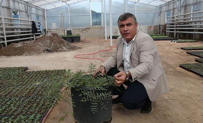 Meyan kökünde, zirai ilaç tehlikesi