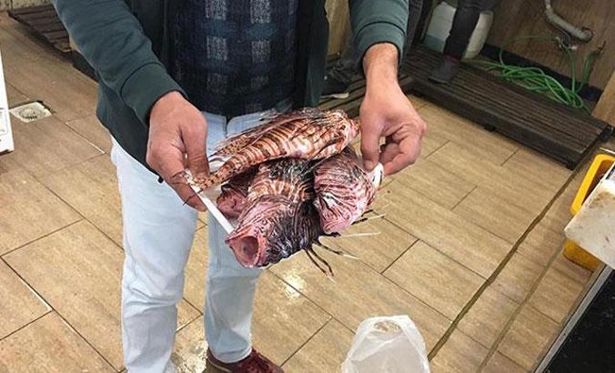Marmaris'te zehirli balık istilası fiyatlar artırdı