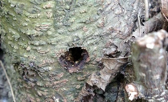 Fındıkta ‘Drakula’ ile mücadeleye devlet desteği üreticiyi sevindirdi