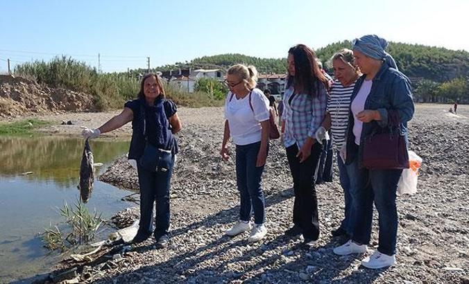 Kedilerin ölümünden sonra sahilde balon balığı aradılar