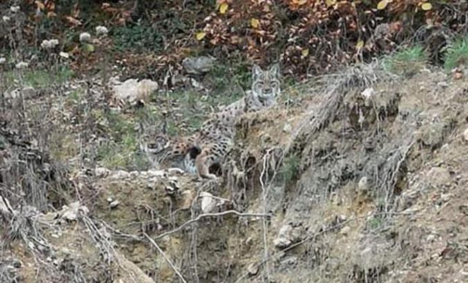 Karabük'te 2 yavru vaşak görüntülendi