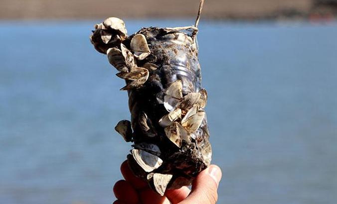 Van Gölü Havzası için 'zebra midye' tehlikesi