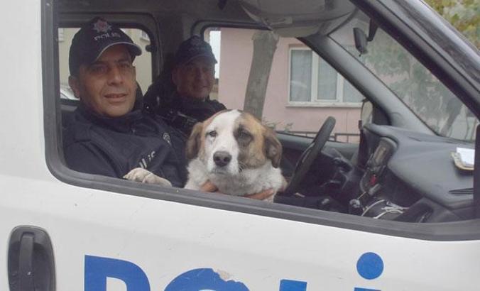 Polisin hayvan sevgisi