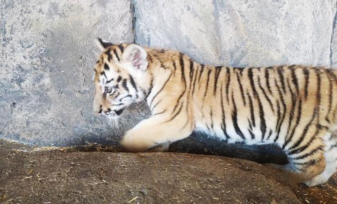 Aslan Park’ta 4 aslan ve 3 kaplan yavrusu dünyaya geldi