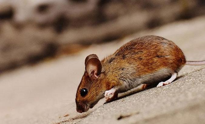 "Fare zehirleri doğal yaşamı tehdit ediyor"