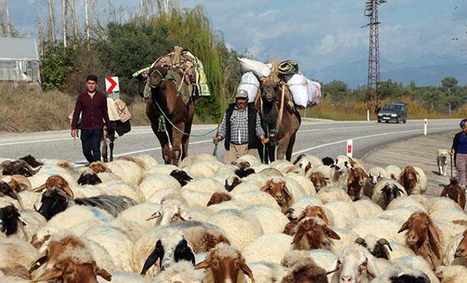 Develer eşliğinde 3 gün süren Yörük göçü