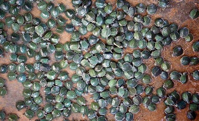 Sınırda yakalanan 3 bin 400 kaplumbağa Gaziantep'e getirildi