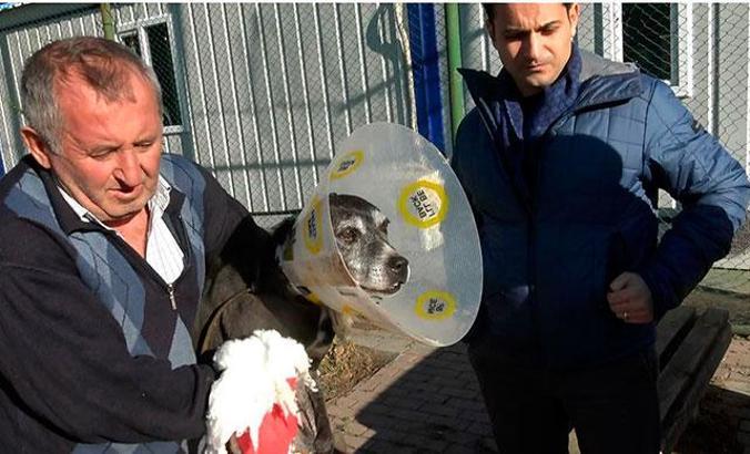 Hayvan barınağında pitbull dehşeti