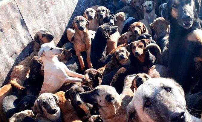 Kamyonla Mersin’e getirilen köpekler, Alanya'ya geri gönderildi