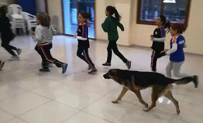 Voleybol takımının antrenmanında sokak köpeği sürprizi