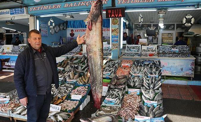 Tokat'ta 2 metrelik yayın balığı yakalandı