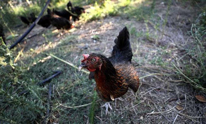 Ünlü kalp cerrahından gezen tavuk açıklaması; dışkısını yiyor, salmonella bulaşma ihtimali yüksek