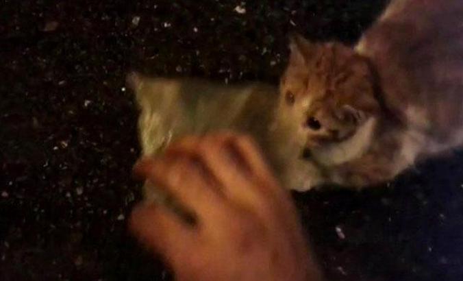 Kediyi kafasındaki poşetten kurtardı