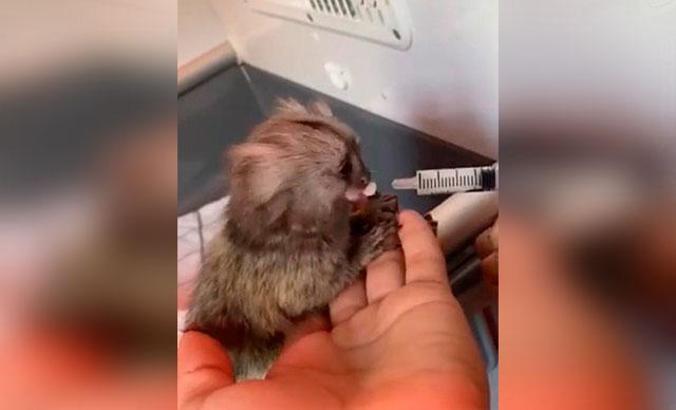 Piton yılanı ve parmak maymun korumaya alındı