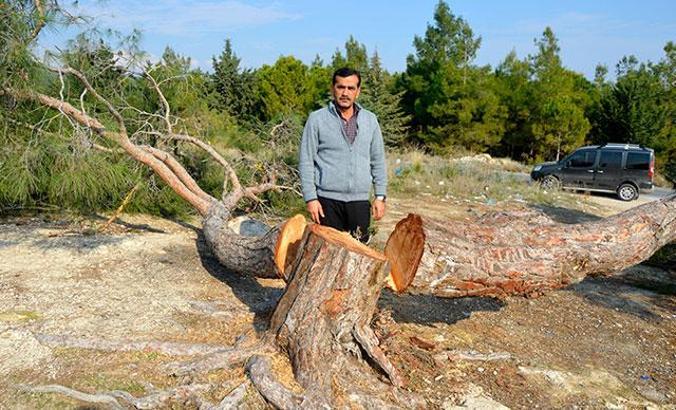 Mersin’de 72 dönümlük orman alanındaki kızılçam ağaçları kesildi
