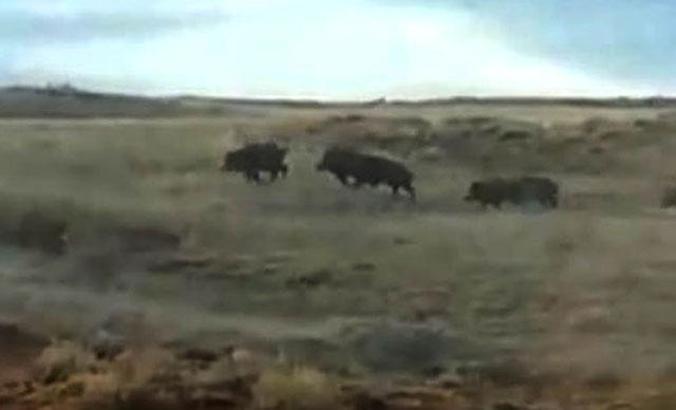 Tarlaya giren domuz sürüsü görüntülendi