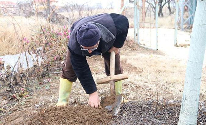 Kışın vazgeçilmezi yer elmasında hasat zamanı