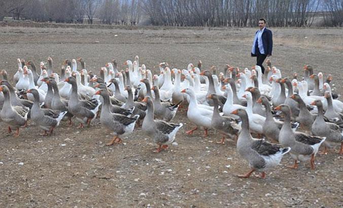 Fransız kazları ile çiftlik kurdu, 300 bin lira gelir hedefliyor