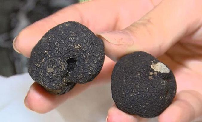 Mutfakların siyah incisi trüf mantarı, kilosu 400 euro