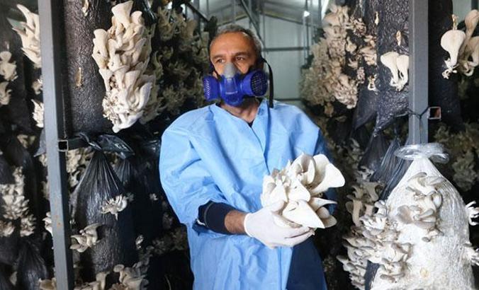 Esnaflığı bıraktı istiridye mantarı üretmeye başladı! İşte kazancı