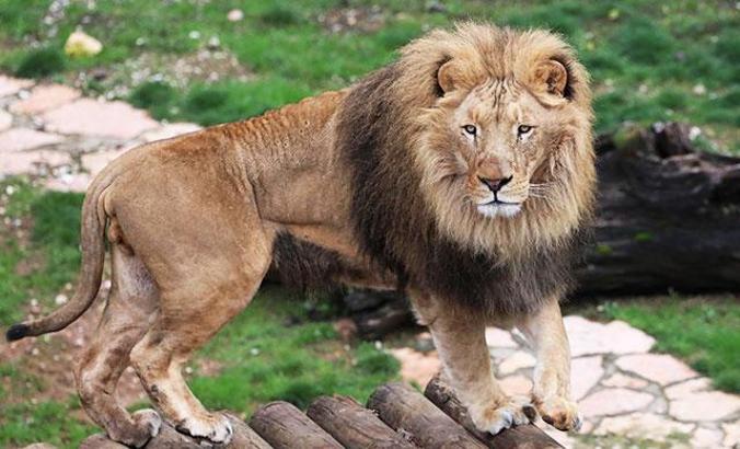 Cumhurbaşkanı Erdoğan’a hediye edilen aslanlar büyüdü