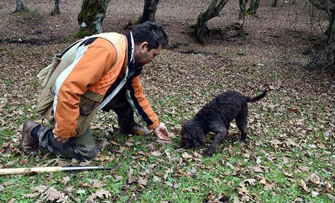 'Arthur', dünyanın en pahalı mantarı trüf avlıyor