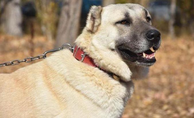 Sivas'ta Kangal köpekleri için 7 milyon liralık yeni tesis