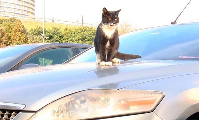 Kış aylarında ısınmak için araçların motoruna giren kedilere dikkat