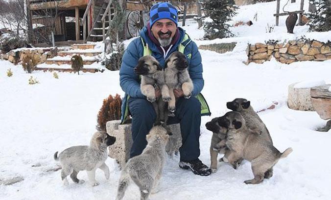 'Kangal köpeğinde ırk karmaşasına son verilmeli'