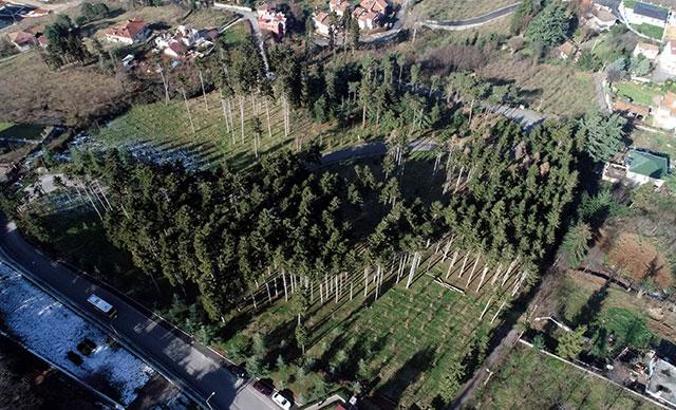Atatürk Köşkü Ormanları, böcek istilasından kurtarıldı