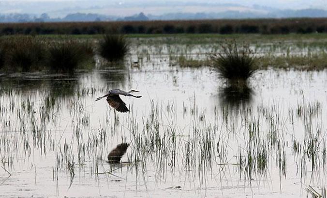 Prof.Dr. Demir: Sulak alanların yüzde 35'i kaybedildi